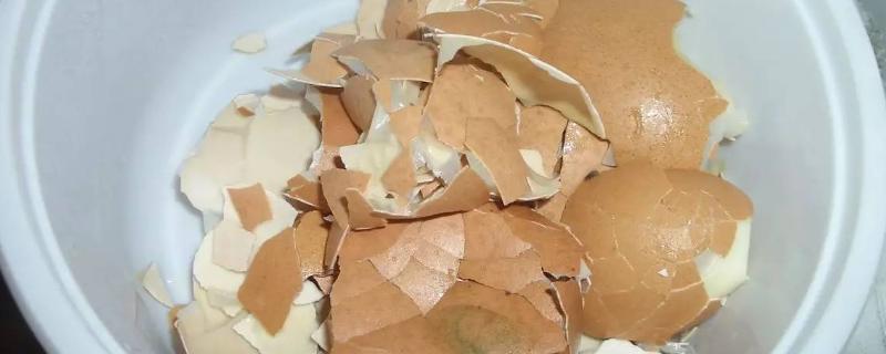 鸡蛋壳如何做肥料