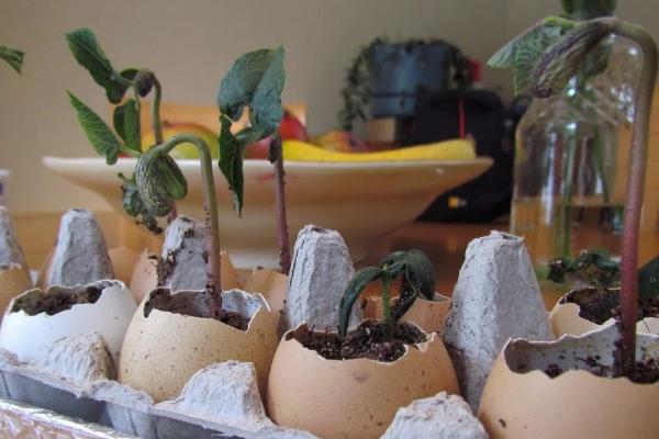 鸡蛋壳如何做肥料,可直接使用或发酵使用