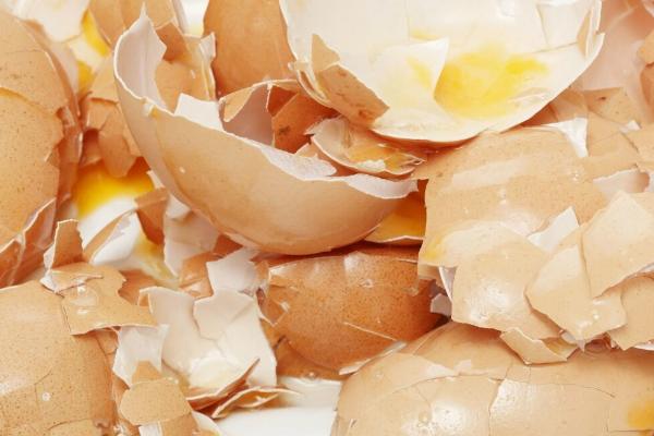 鸡蛋壳如何做肥料,可直接使用或发酵使用