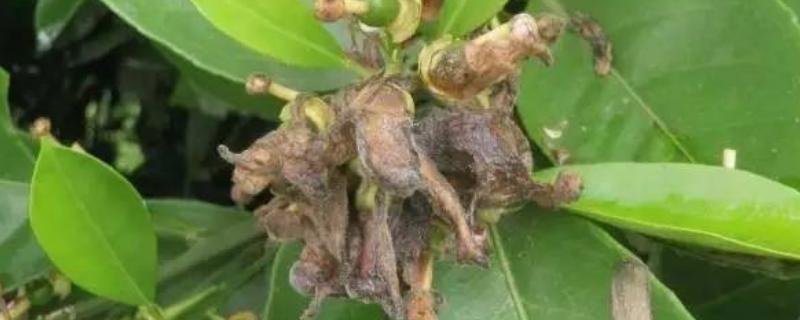 柑橘灰霉病的发生原因