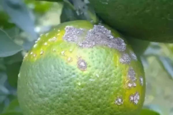 柑橘灰霉病的发生原因,天气是影响发病的关键因素