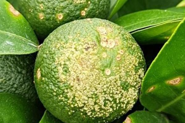 柑橘灰霉病的发生原因,天气是影响发病的关键因素