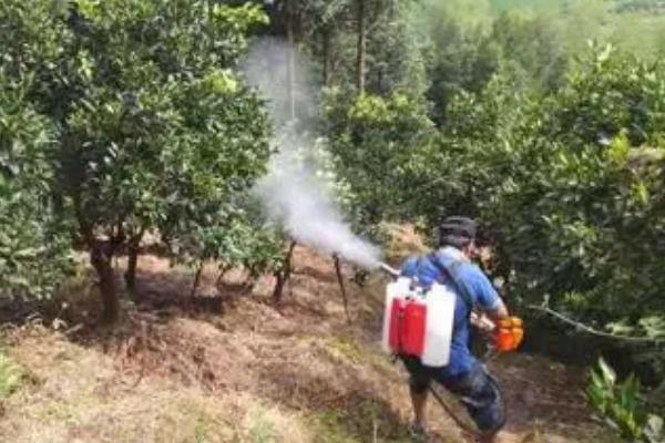柑橘灰霉病的发生原因,天气是影响发病的关键因素