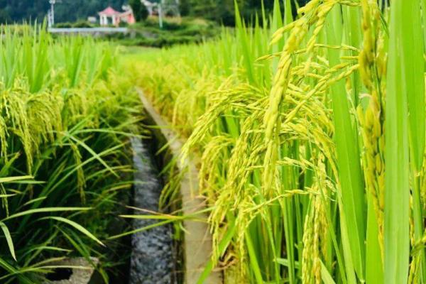 影响一季稻生长发育和产量的因素，主要包括光照、温度及水分等因素