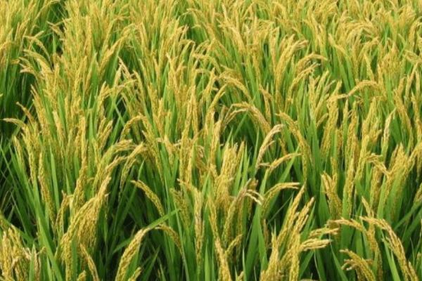 影响一季稻生长发育和产量的因素，主要包括光照、温度及水分等因素