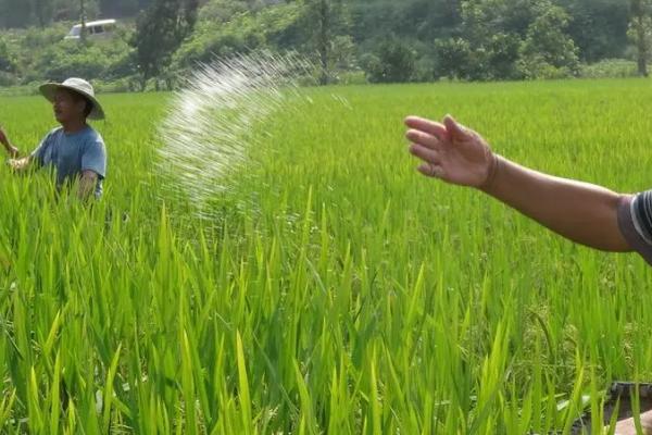 配方施肥有什么特色,根据作物需肥规律搭配肥料比例