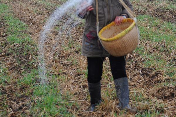 配方施肥有什么特色,根据作物需肥规律搭配肥料比例