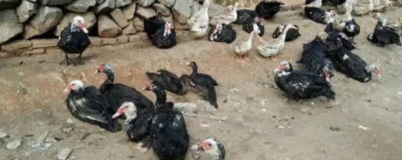 番鸭几个月开始下蛋