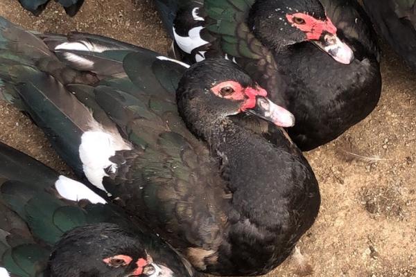 番鸭几个月开始下蛋,通常要5-6个月才能下蛋