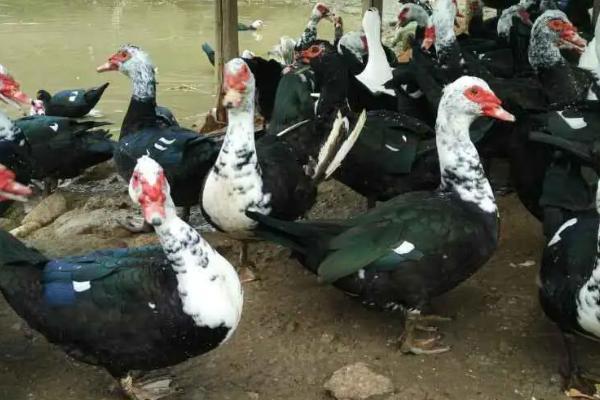 番鸭几个月开始下蛋,通常要5-6个月才能下蛋