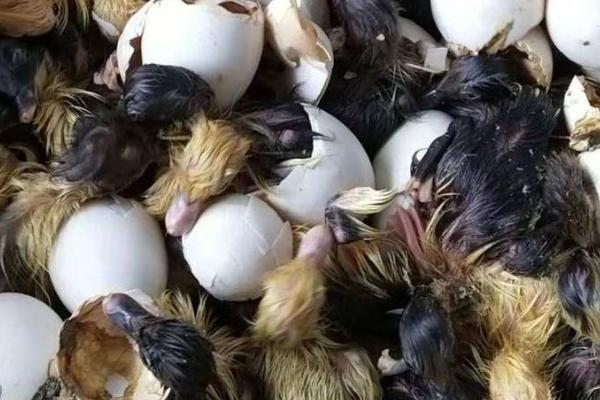 番鸭几个月开始下蛋,通常要5-6个月才能下蛋