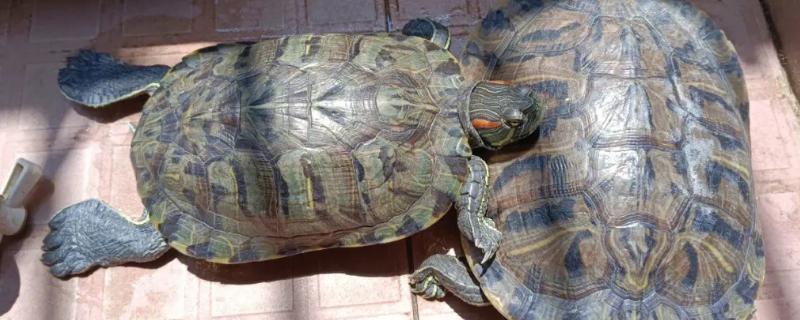 巴西龟晒太阳会晒死吗