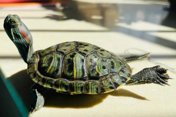 巴西龟晒太阳会晒死吗，晒的时间长可能会死