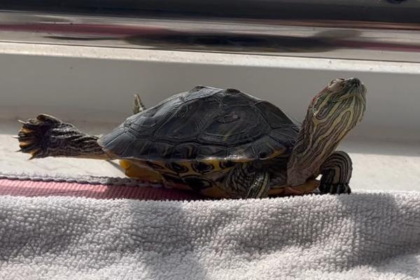 巴西龟晒太阳会晒死吗，晒的时间长可能会死