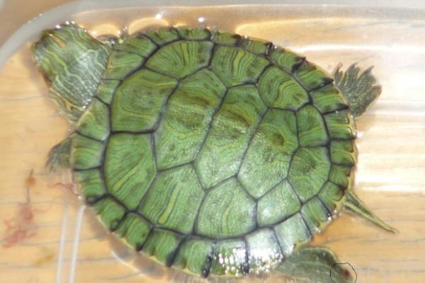 巴西龟晒太阳会晒死吗，晒的时间长可能会死