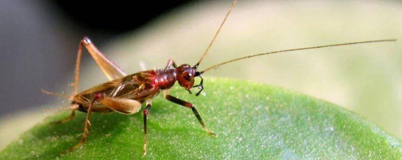 蛐蛐有哪些名贵品种