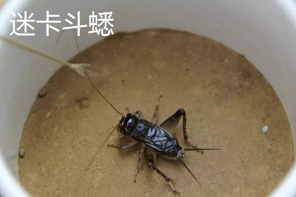 蛐蛐有哪些名贵品种,迷卡斗蟋、赤胸墨蛉、双斑大蟋等都是名贵品种