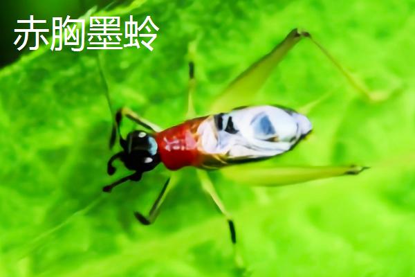 蛐蛐有哪些名贵品种,迷卡斗蟋、赤胸墨蛉、双斑大蟋等都是名贵品种