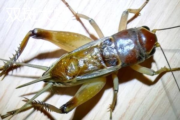 蛐蛐有哪些名贵品种,迷卡斗蟋、赤胸墨蛉、双斑大蟋等都是名贵品种