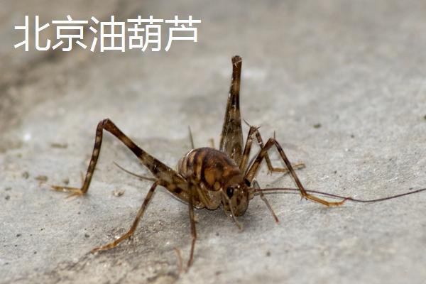蛐蛐有哪些名贵品种,迷卡斗蟋、赤胸墨蛉、双斑大蟋等都是名贵品种