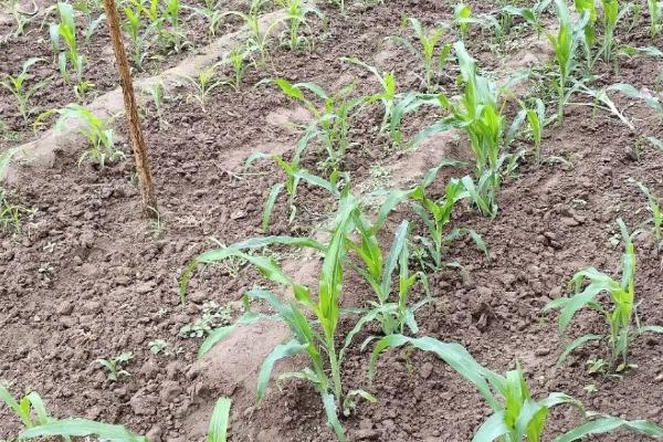 粘玉米的种植方法,通常都是用穴播的方式播种