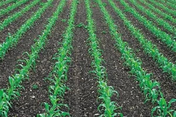 粘玉米的种植方法,通常都是用穴播的方式播种