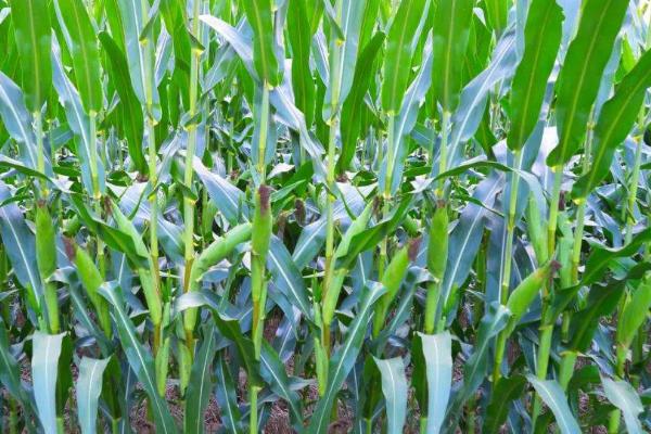 粘玉米的种植方法,通常都是用穴播的方式播种