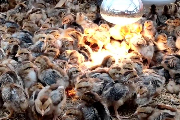 小鸡养殖技术，抗寒能力差要控制好温度