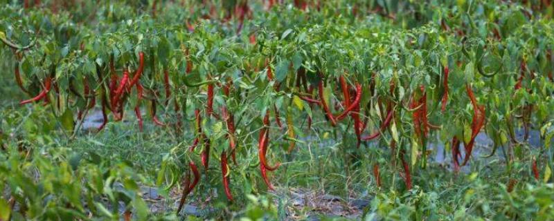 辣椒亩产多少