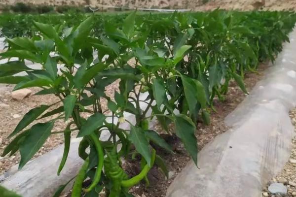 辣椒亩产多少，一般能亩产1000-1600斤左右