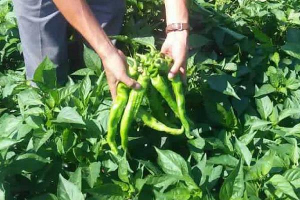 辣椒亩产多少，一般能亩产1000-1600斤左右