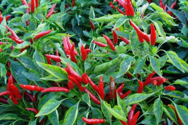 辣椒亩产多少，一般能亩产1000-1600斤左右