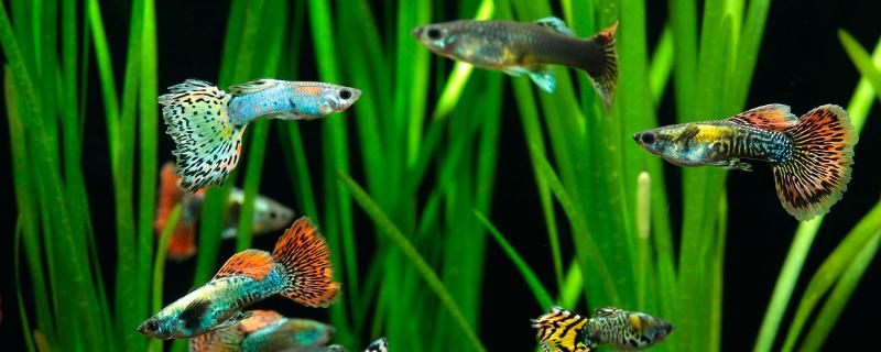 孔雀鱼喂什么饲料好