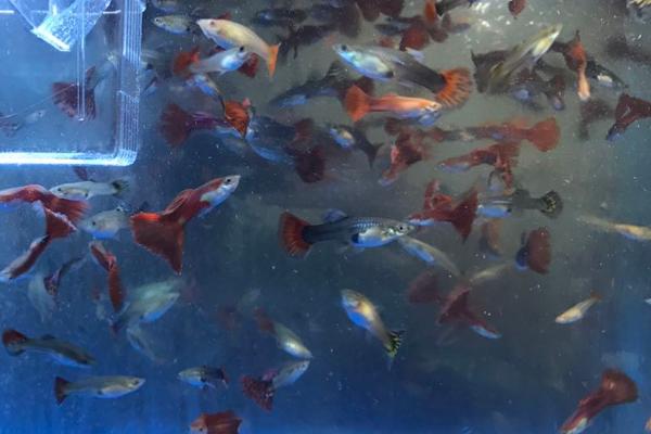 孔雀鱼喂什么饲料好,刚孵化后第一天不需要喂食