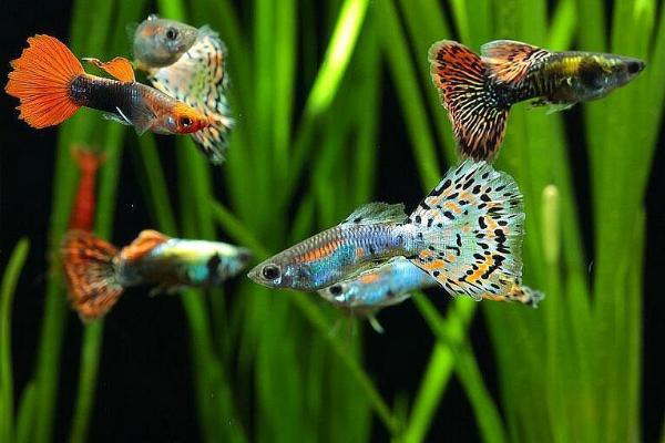 孔雀鱼喂什么饲料好,刚孵化后第一天不需要喂食