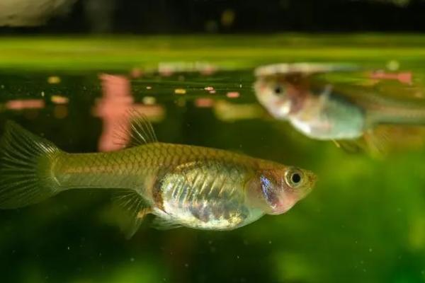 孔雀鱼喂什么饲料好,刚孵化后第一天不需要喂食