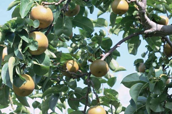 圆黄梨的种植注意事项，套袋时间应当在6月上旬