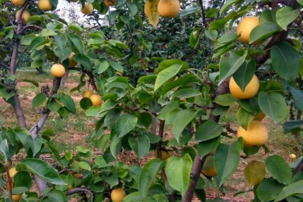 圆黄梨的种植注意事项，套袋时间应当在6月上旬