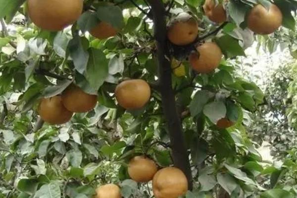 圆黄梨的种植注意事项，套袋时间应当在6月上旬