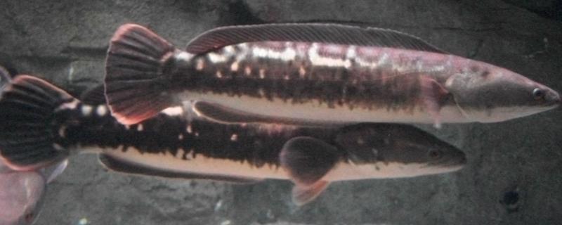 大铅笔鱼有多大