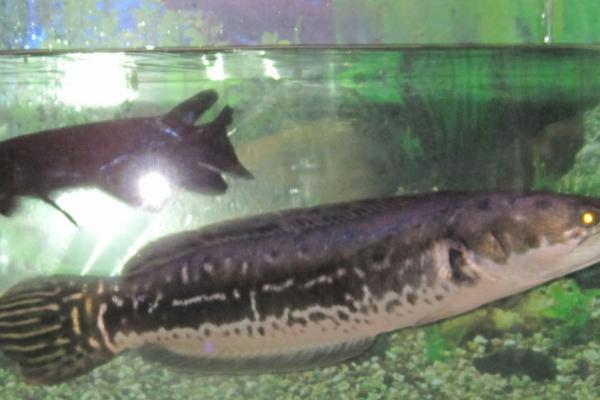 大铅笔鱼有多大,野外生长的可达120-150厘米
