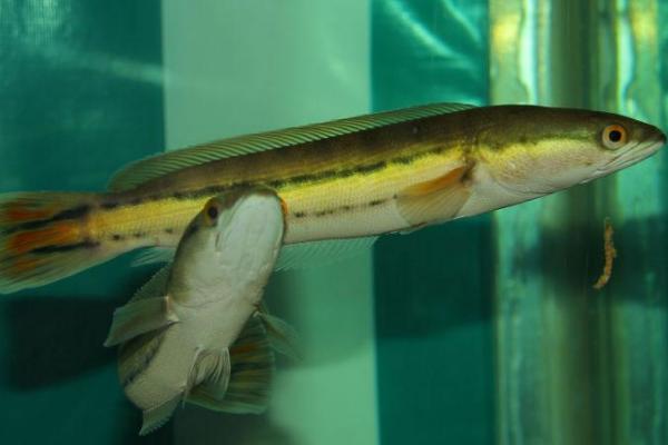 大铅笔鱼有多大,野外生长的可达120-150厘米