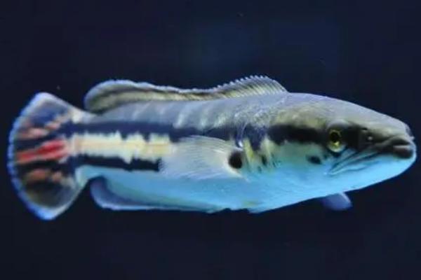 大铅笔鱼有多大,野外生长的可达120-150厘米