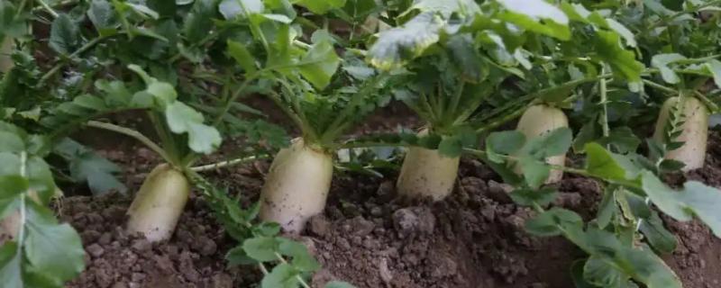 3月适合种什么菜