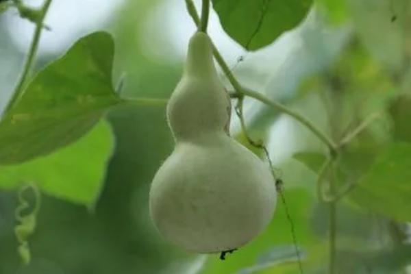 3月适合种什么菜，萝卜、花菜和茄子等都适合3月种