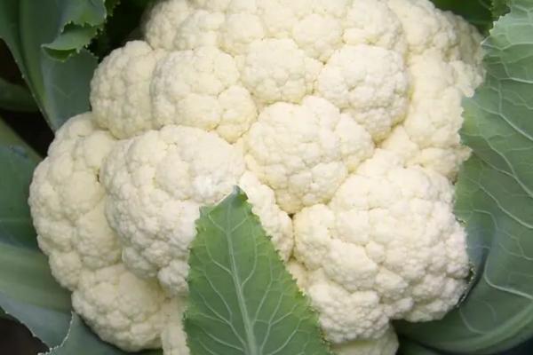 3月适合种什么菜，萝卜、花菜和茄子等都适合3月种