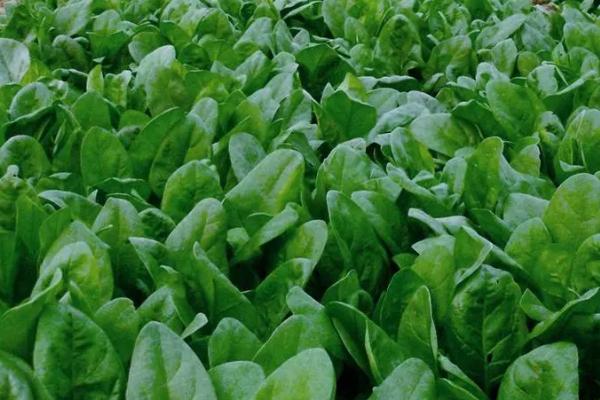 3月适合种什么菜，萝卜、花菜和茄子等都适合3月种