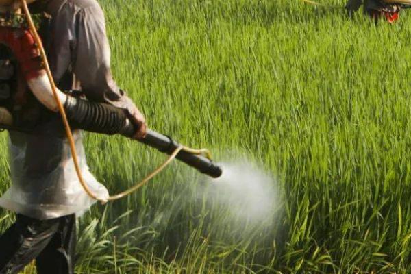 脱落酸的作用，可促进作物开花、加速浮萍的繁殖