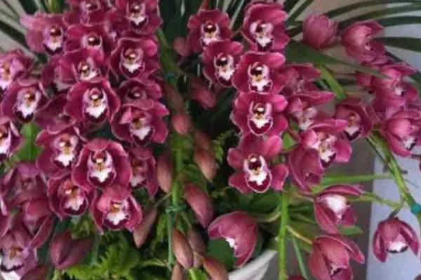 大花蕙兰怎么浇水,早春开花后必须少浇水