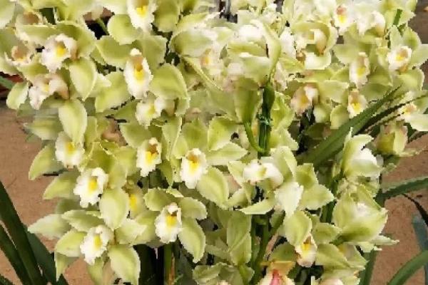 大花蕙兰怎么浇水,早春开花后必须少浇水